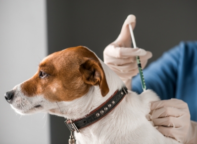 The Ultimate Pet Vaccination Schedule: Core vs. Non-Core Vaccines