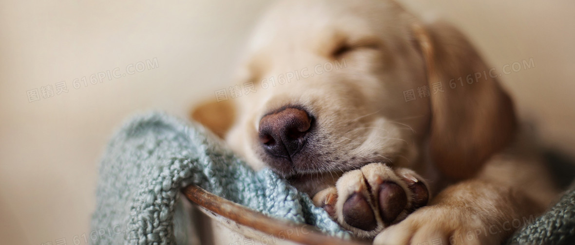 The Power of Predictability: Why Pets Need a Daily Routine