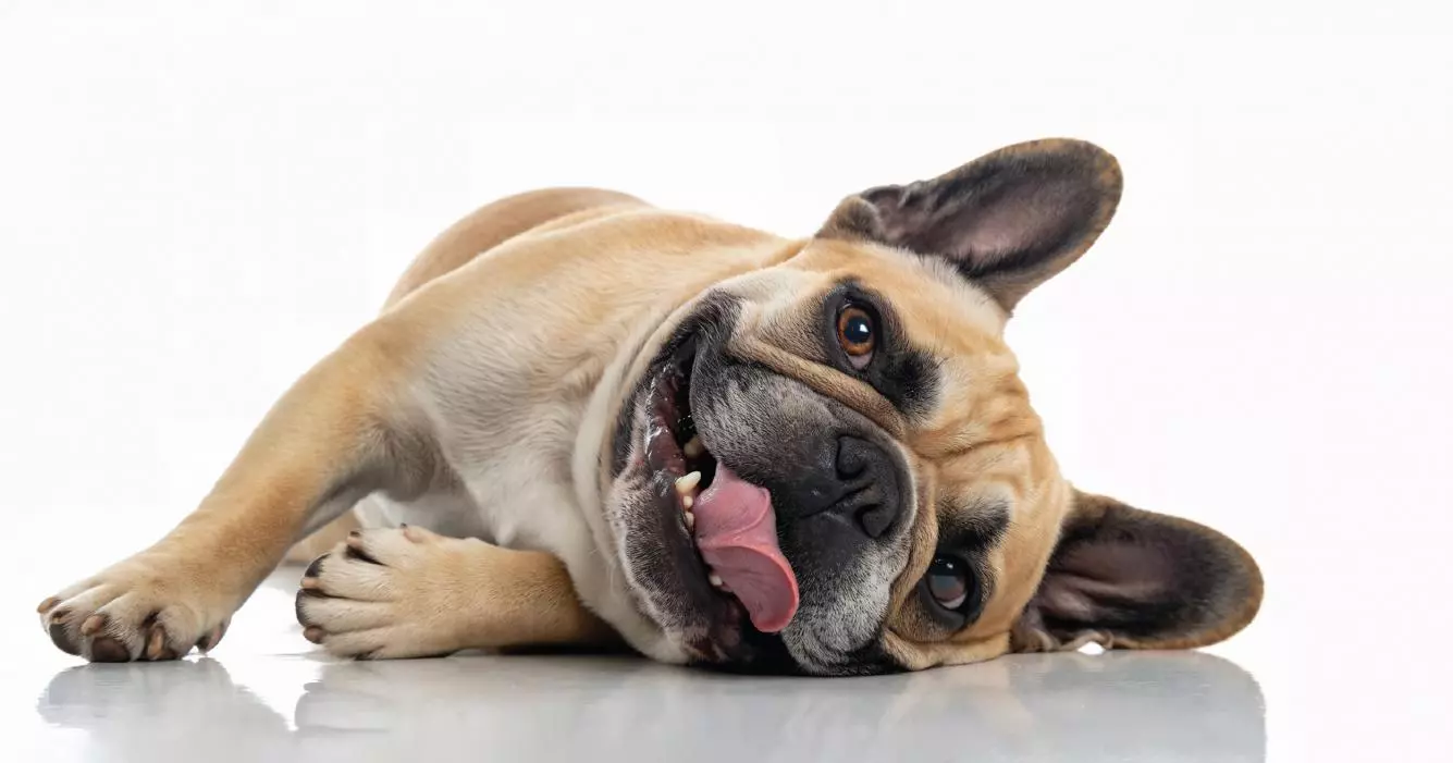 Pet Dental Health: The Hidden Dangers of Periodontal Disease