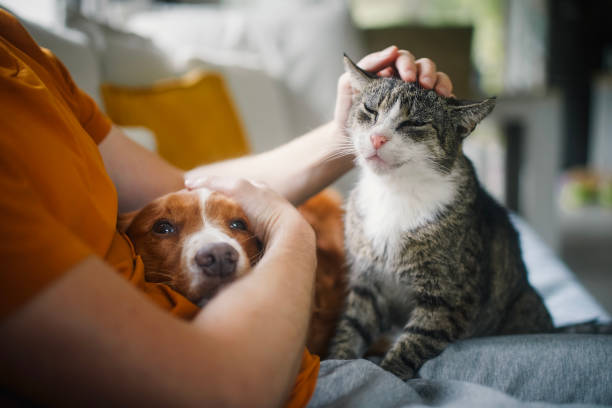 Senior Pet Care: Modifying Nutrition and Environment for Aging Pets