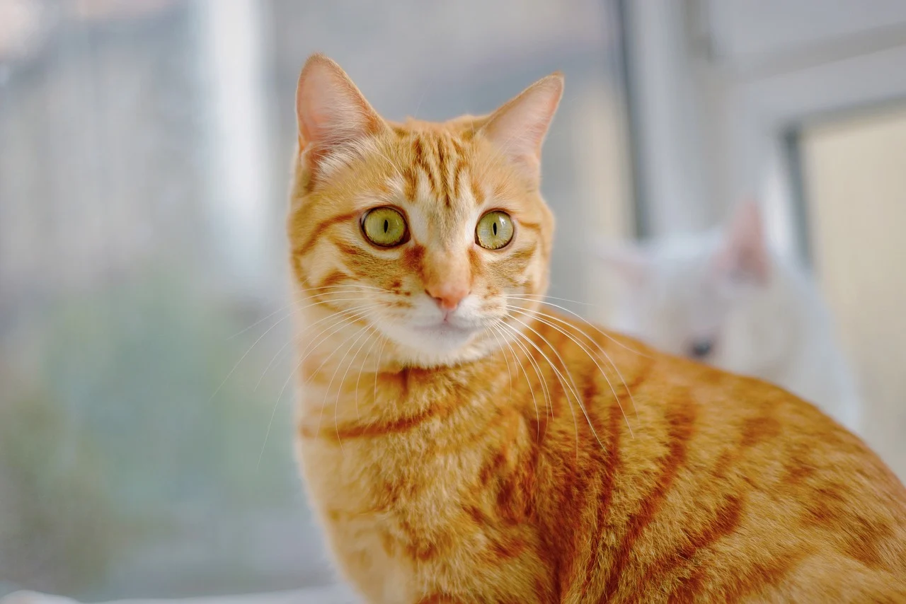 The Medical Case for Spaying and Neutering