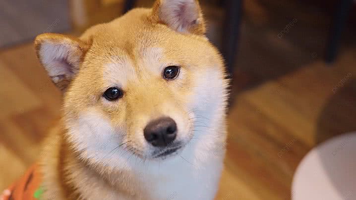 Pet First Aid Basics: Handling Hemorrhage, Heatstroke, and Toxins
