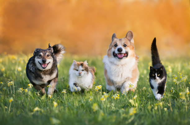 Treating Separation Anxiety: A Protocol for Panic Disorders