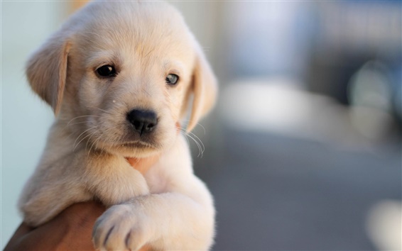 Canine and Feline Maternity: Care for Pregnant and Nursing Pets