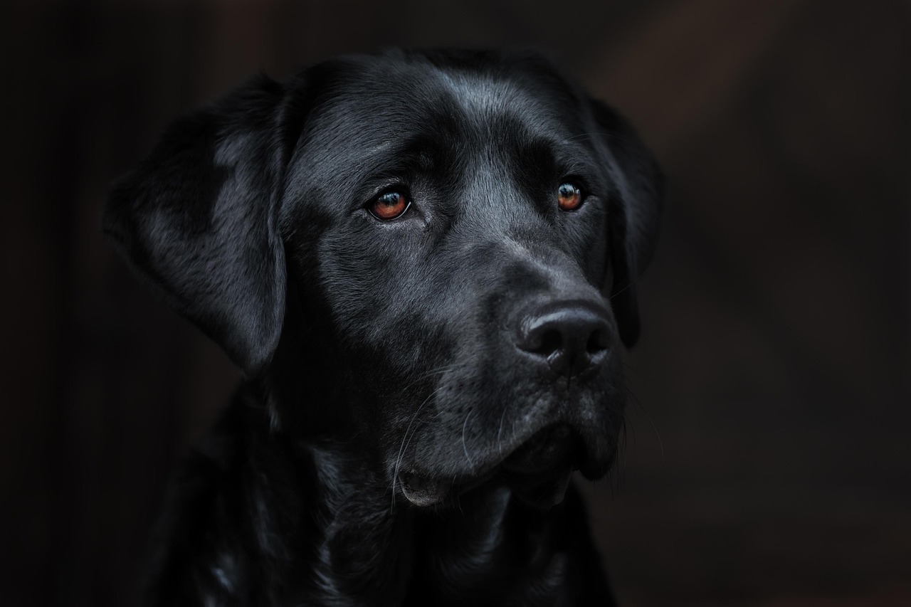 Veterinary Grooming: Why Brushing and Trimming is Preventative Medicine