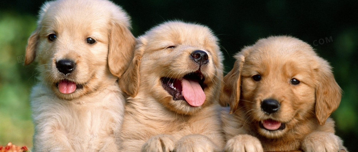 Effective Deworming Strategies: Protecting Pets and Families