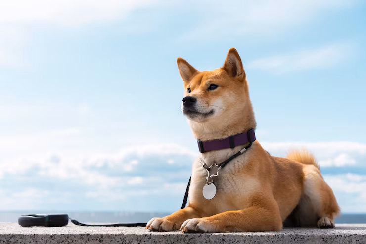The Lifesaving Importance of Pet Microchipping