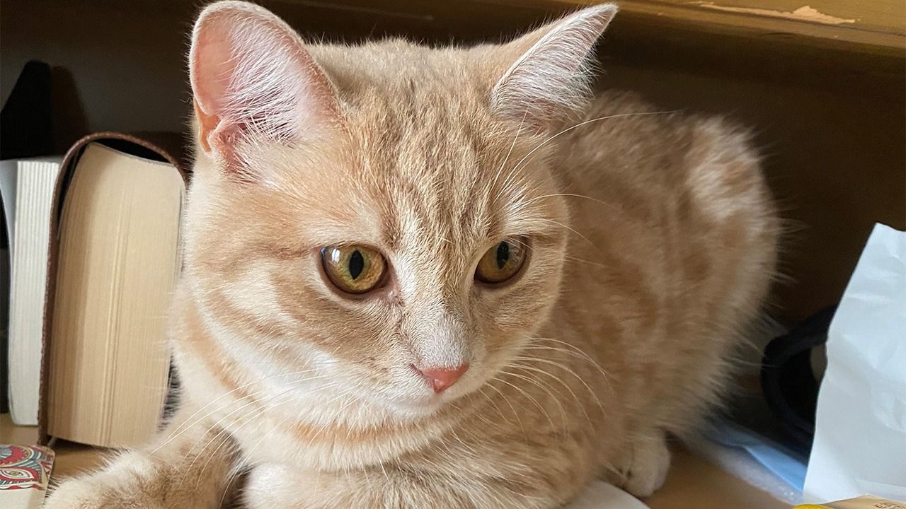 Adopting a Rescue Pet: The 3-3-3 Rule for Integration
