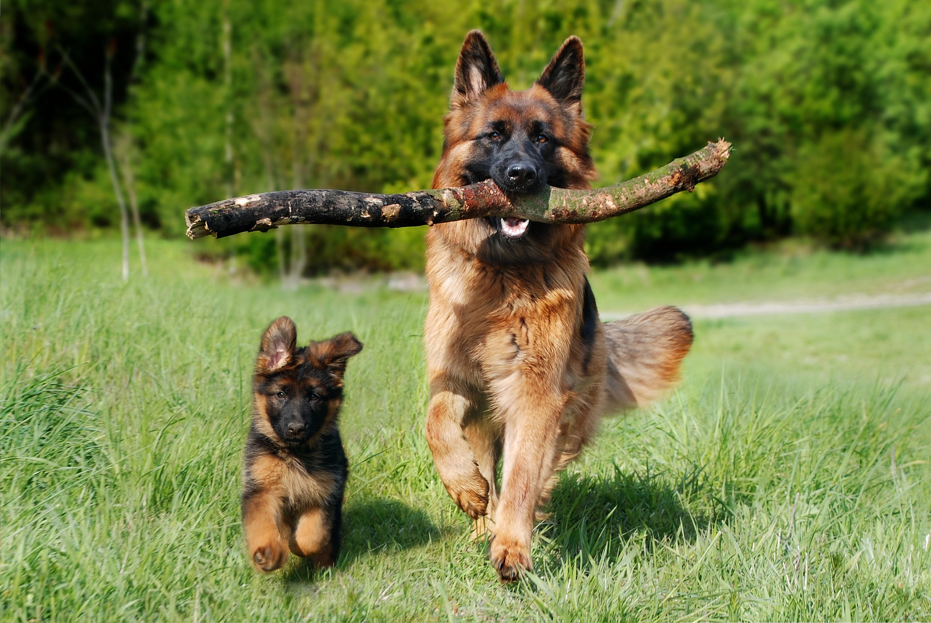 The First 48 Hours: Bringing Your New Pet Home Successfully