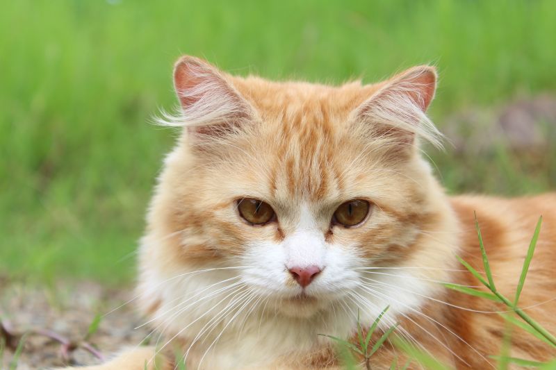 Heartworm Prevention: Why Year-Round Protection is Non-Negotiable