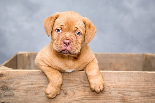 Solving Pet Skin Issues: Allergies, Infections, and Dermatitis