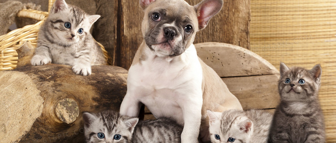 Combating Pet Obesity: Nutrition and Weight Loss Strategies