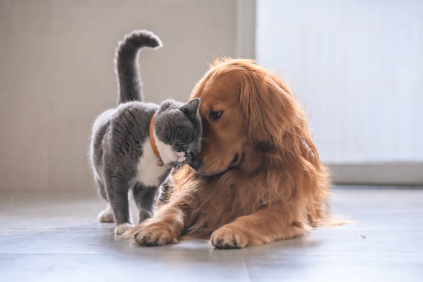 Veterinary Corrective Surgery: Improving Quality of Life