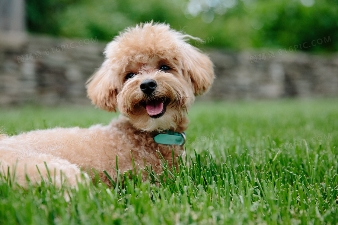 Canine Body Language: Reading Your Dog’s Hidden Signals